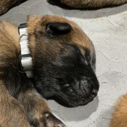 Belgian Malinois and German Shepherd Puppies from Madhouse’s Belgian Malinois and German Shepherds