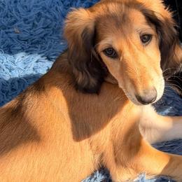 Diyan - Red Collar - Red male Saluki puppy in Los Angeles, California from Srinagar Salukis
