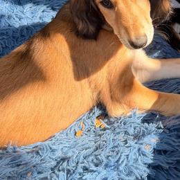 Diyan - Red Collar - Red male Saluki puppy in Los Angeles, California from Srinagar Salukis