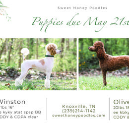 Poodle Puppies from Sweet Honey Moyen Poodles