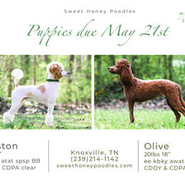 Poodle Puppies from Sweet Honey Moyen Poodles