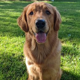 Nova - Golden Retriever