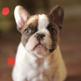 French Bulldog Puppies from Finest Frenchies
