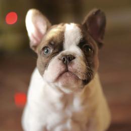 French Bulldog Puppies from Finest Frenchies