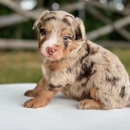 Biscuit (Blue Collar) - Brown merle male Aussiedoodle puppy in Sharpsburg, Georgia from Steindoodles
