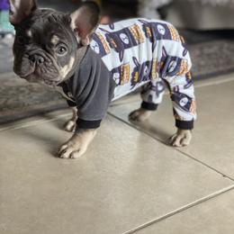 French Bulldog Puppies from Baby Bear Frenchies