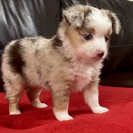 Miniature Australian Shepherd and Toy Australian Shepherd Puppies from Triple J Aussies