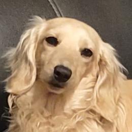 Dachshunds from Camdox