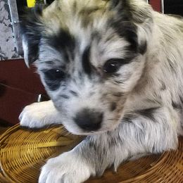 Australian Shepherds from Mtn Mist Australian Shepherds