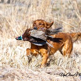Golden Retriever puppies from Nomadic Reds Golden Retrievers
