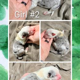 Australian Shepherd and Great Dane Puppies from AEW Farm