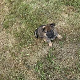 Havoc - Sable male German Shepherd puppy in Linesville, Pennsylvania from Shenango Valley Shepherds