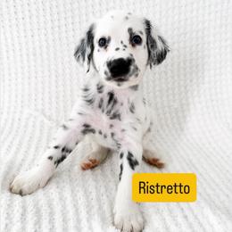 Ristretto - LUA long coat - White and black male Dalmatian puppy in Davenport, Florida from Sunny Jewels Dalmatians