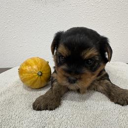 Robby - Blue and gold male Yorkshire Terrier puppy in Portland, Oregon from Bohemian Beauty Yorkshire Terrier
