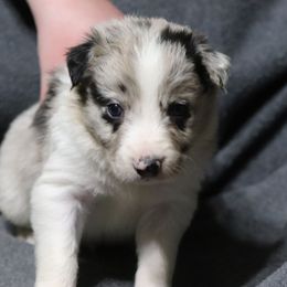 Eeney - Blue merle male Border Collie puppy in Richmond, Maine from Lil Maine Border Collies