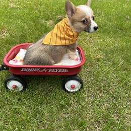Orange collar - Red female Pembroke Welsh Corgi puppy in Eaton, New York from Snomoon Miniature Pinschers  & Pembroke Welsh Corgi