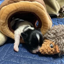 Zorro - White and black male Papillon puppy in Frostproof, Florida from Sequence Papillon