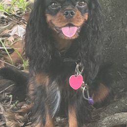 Panther - Cavalier King Charles Spaniel