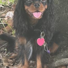 Panther - Cavalier King Charles Spaniel
