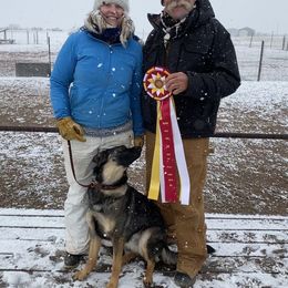 German Shepherd All Grown Up from Brisingamen Shepherds
