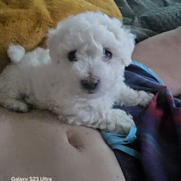 Boy 1 - White male Bichon Frise puppy in Selma, North Carolina from Havenkennels