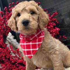 Goldendoodle Puppies from Goldendoodles of NE OK