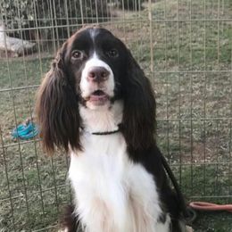 English Springer Spaniels and Field Spaniels from Pridemark