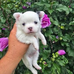 Chevy - Black and white male Chihuahua puppy in Amity, Pennsylvania from Baxters Chihuahuas