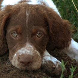 Brittany Puppies from Alar Brittanys