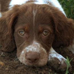 Brittany Puppies from Alar Brittanys