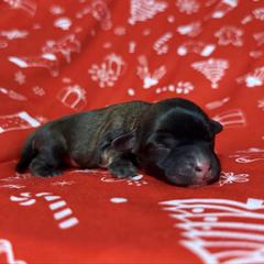 Atlas - Fawn sable male Lowchen puppy in Kutztown, Pennsylvania from Rainfall Löwchen