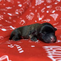 Atlas - Fawn sable male Lowchen puppy in Kutztown, Pennsylvania from Rainfall Löwchen