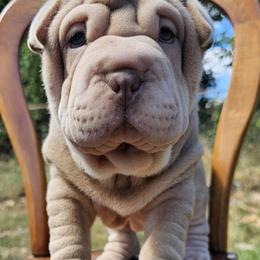 Chinese Shar-Pei Puppies from Zoey's Waggly Tails