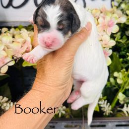 Booker - Blue male Pyredoodle puppy in Bowling Green, Ohio from FDF Pyredoodles & Bernedoodles