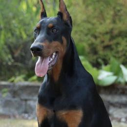 Doberman Pinschers from Blackthorn Kennel