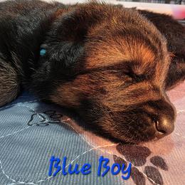 Blue Boy - Black and red male German Shepherd puppy in Lewistown, Missouri from Ewig Krieger Kennels