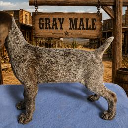 Grey Male aka Doc Holliday - Liver roan male German Shorthaired Pointer puppy in Cabot, Arkansas from Cedar Hills GSP Kennels