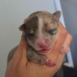 Pebbles - Merle female Chihuahua puppy in Newark, Ohio from Gemini Kennels