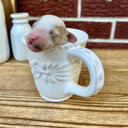 Goldendoodle and Poodle Puppies from SnickerDoodlePups