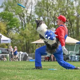 Border Collies from Wynversa Border Collies
