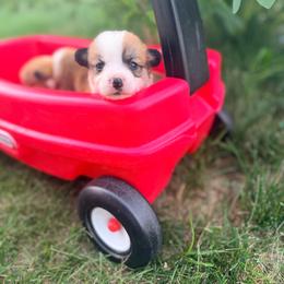 Rosie - Red female Pembroke Welsh Corgi puppy in Rose, Nebraska from Clearsky Corgis