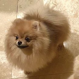 Freedom - Pomeranian