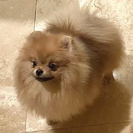 Freedom - Pomeranian