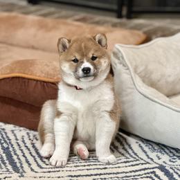 Buddy - Red male Shiba Inu puppy in Sharpsburg, Georgia from H & J Shiba Inu’s