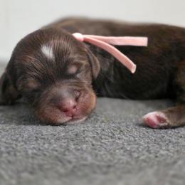 Hazel - Tri-color female Bernedoodle puppy in Malden, Illinois from Doting Doodles