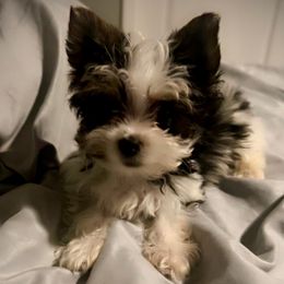 Crumpet - Parti male Yorkshire Terrier puppy in Ocala, Florida from Top Notch Pupz
