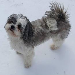 Shih Tzu puppies from 2 Sons & 4 Paws Puppies