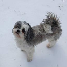 Shih Tzu puppies from 2 Sons & 4 Paws Puppies