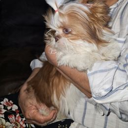 Shih Tzu Puppies from Shantii's Shih Tzu's