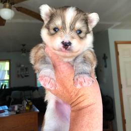 Rocky - Wolf sable male Pomsky puppy in Londonderry, New Hampshire from Kristie’s Husky Haven